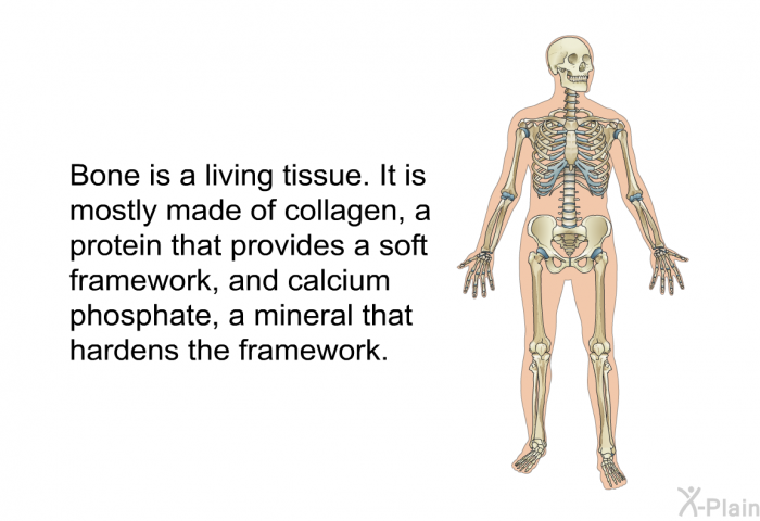 Bone is a living tissue. It is mostly made of collagen, a protein that provides a soft framework, and calcium phosphate, a mineral that hardens the framework.