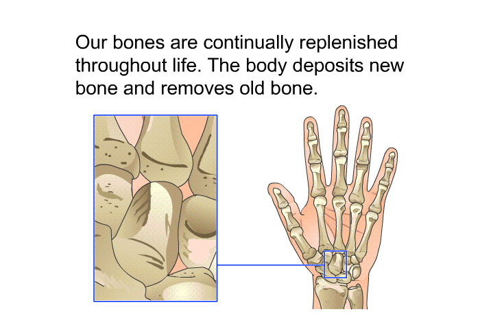 Our bones are continually replenished throughout life. The body deposits new bone and removes old bone.