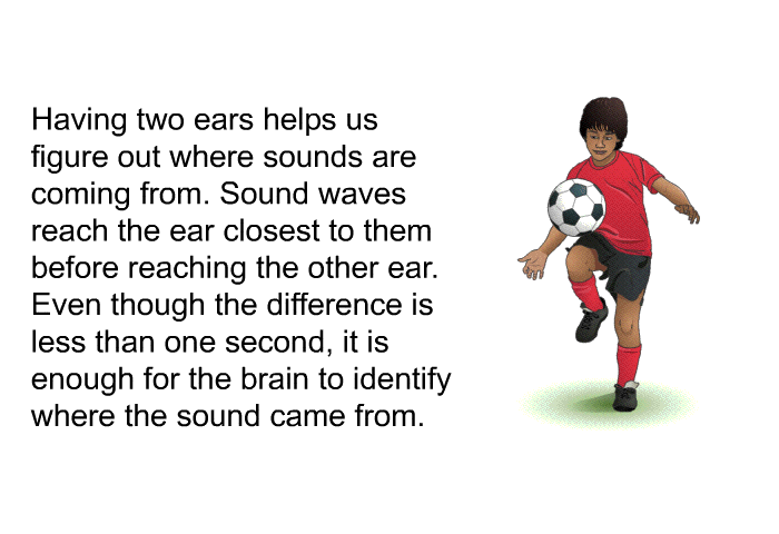 Having two ears helps us figure out where sounds are coming from. Sound waves reach the ear closest to them before reaching the other ear. Even though the difference is less than one second, it is enough for the brain to identify where the sound came from.