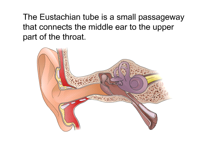 The Eustachian tube is a small passageway that connects the middle ear to the upper part of the throat.