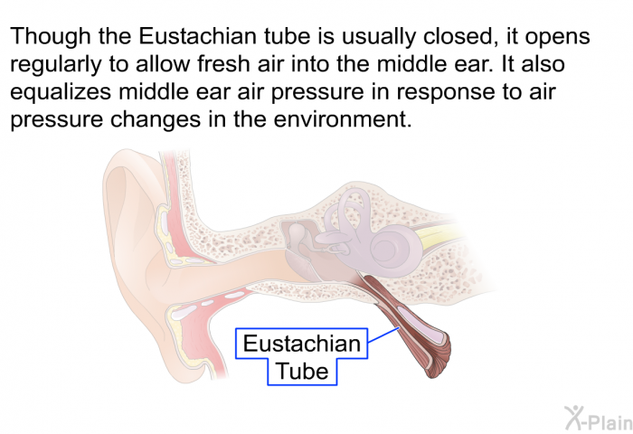 Though the Eustachian tube is usually closed, it opens regularly to allow fresh air into the middle ear. It also equalizes middle ear air pressure in response to air pressure changes in the environment.