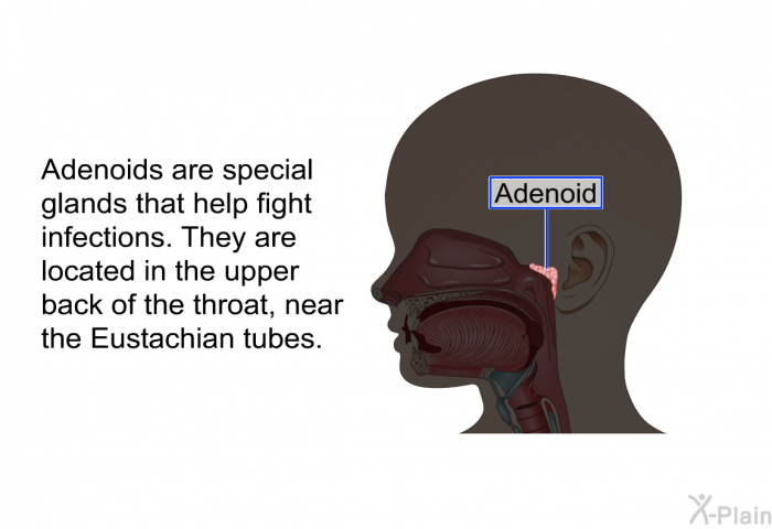 Adenoids are special glands that help fight infections. They are located in the upper back of the throat, near the Eustachian tubes.