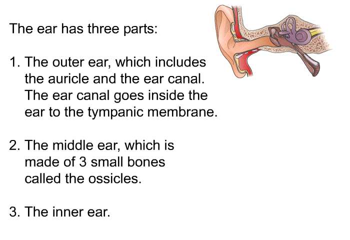 The ear has three parts:  The outer ear, which includes the auricle and the ear canal. The ear canal goes inside the ear to the tympanic membrane. The middle ear, which is made of 3 small bones called the ossicles. The inner ear.