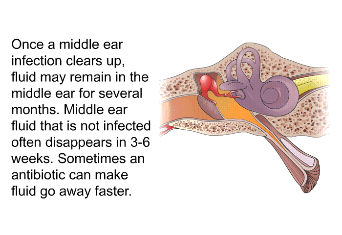 Once a middle ear infection clears up, fluid may remain in the middle ear for several months. Middle ear fluid that is not infected often disappears in 3-6 weeks. Sometimes an antibiotic can make fluid go away faster.