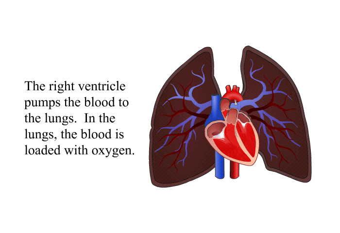 The right ventricle pumps the blood to the lungs. In the lungs, the blood is loaded with oxygen.