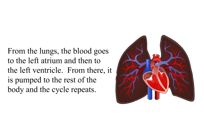 From the lungs, the blood goes to the left atrium and then to the left ventricle. From there, it is pumped to the rest of the body and the cycle repeats.