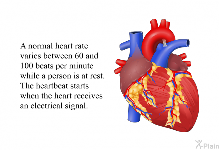 A normal heart rate varies between 60 and 100 beats per minute while a person is at rest. The heartbeat starts when the heart receives an electrical signal.