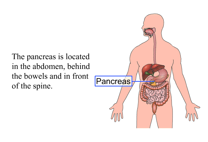 The pancreas is located in the abdomen, behind the bowels and in front of the spine.