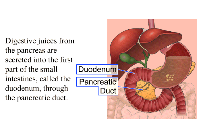 Digestive juices from the pancreas are secreted into the first part of the small intestines, called the duodenum, through the pancreatic duct.