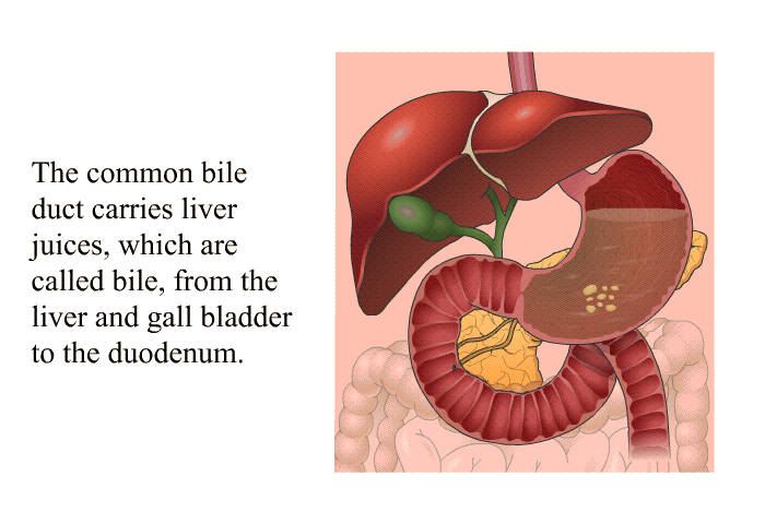 The common bile duct carries liver juices, which are called bile, from the liver and gall bladder to the duodenum.