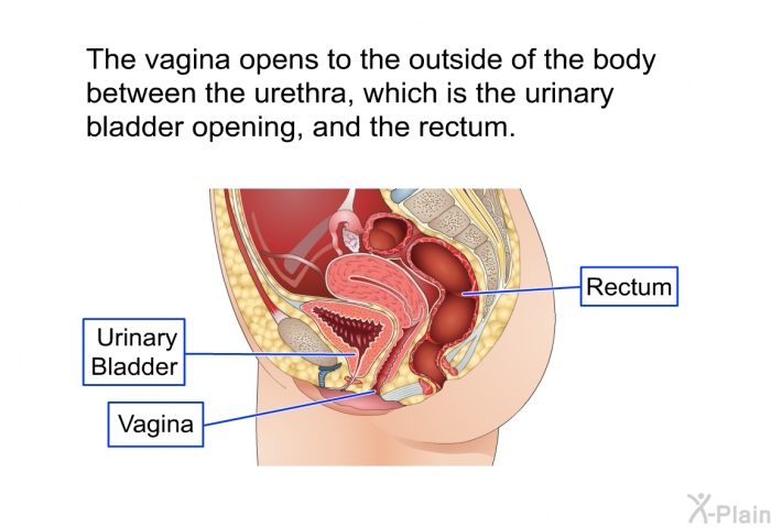 The vagina opens to the outside of the body between the urethra, which is the urinary bladder opening, and the rectum.