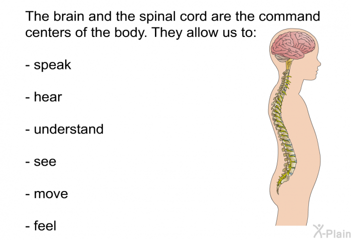The brain and the spinal cord are the command centers of the body. They allow us to:  speak hear understand see move feel