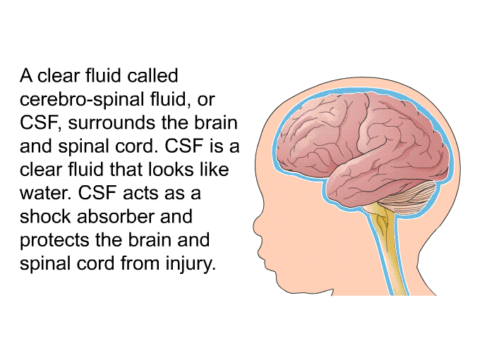 A clear fluid called cerebro-spinal fluid, or CSF, surrounds the brain and spinal cord. CSF is a clear fluid that looks like water. CSF acts as a shock absorber and protects the brain and spinal cord from injury.