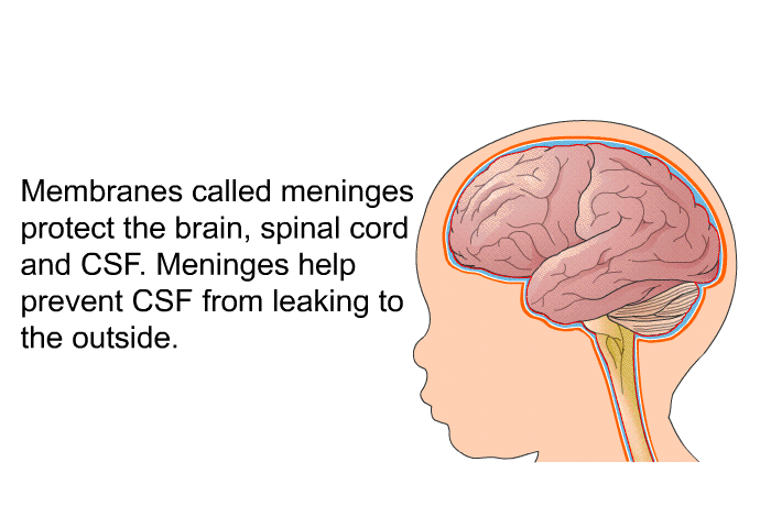 Membranes called meninges protect the brain, spinal cord and CSF. Meninges help prevent CSF from leaking to the outside.