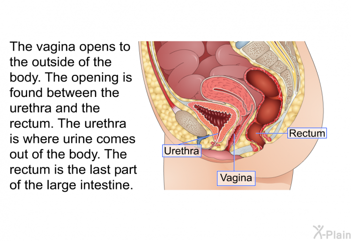 The vagina opens to the outside of the body. The opening is found between the urethra and the rectum. The urethra is where urine comes out of the body. The rectum is the last part of the large intestine.