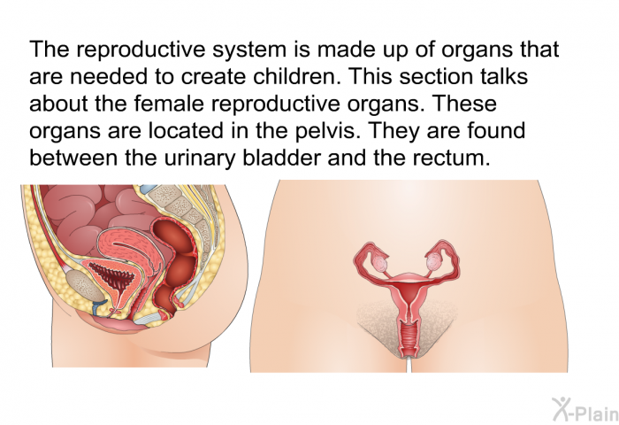 The reproductive system is made up of organs that are needed to create children. This section talks about the female reproductive organs. These organs are located in the pelvis. They are found between the urinary bladder and the rectum.