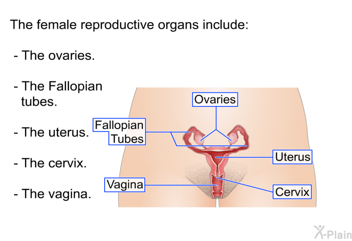 The female reproductive organs include:  The ovaries. The Fallopian tubes. The uterus. The cervix. The vagina.