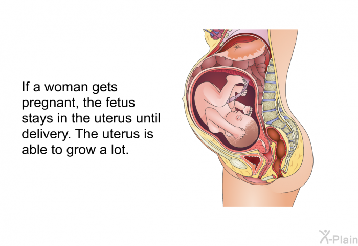 If a woman gets pregnant, the fetus stays in the uterus until delivery. The uterus is able to grow a lot.