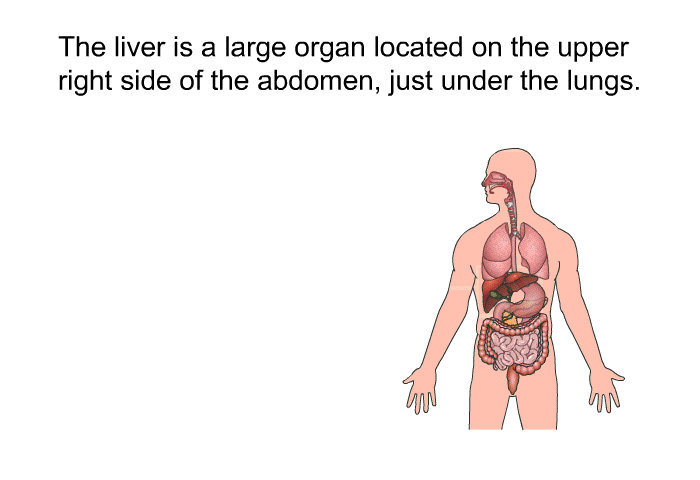 The liver is a large organ located on the upper right side of the abdomen, just under the lungs.
