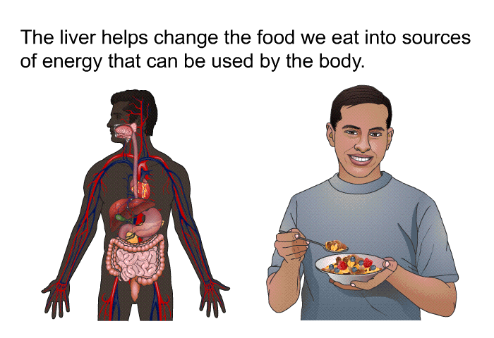 The liver helps change the food we eat into sources of energy that can be used by the body.