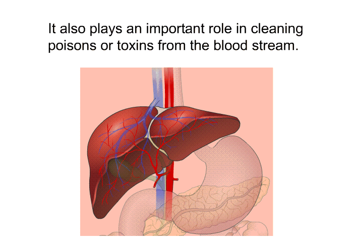 It also plays an important role in cleaning poisons or toxins from the blood stream.