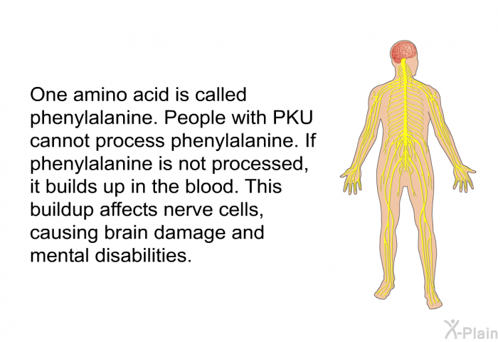 One amino acid is called phenylalanine. People with PKU cannot process phenylalanine. If phenylalanine is not processed, it builds up in the blood. This buildup affects nerve cells, causing brain damage and mental disabilities.