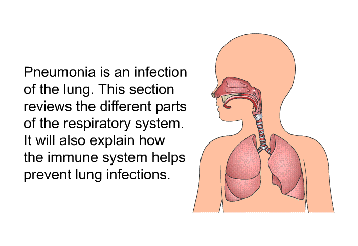 Pneumonia is an infection of the lung. This section reviews the different parts of the respiratory system. It will also explain how the immune system helps prevent lung infections.