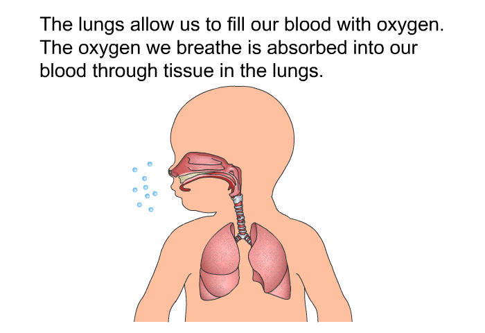 The lungs allow us to fill our blood with oxygen. The oxygen we breathe is absorbed into our blood through tissue in the lungs.