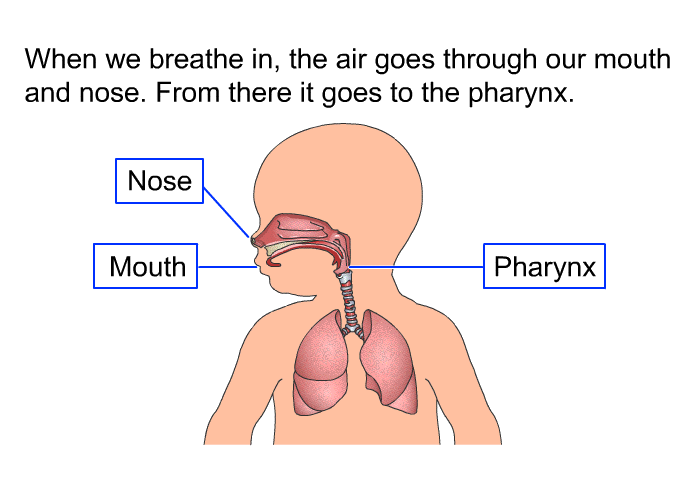 When we breathe in, the air goes through our mouth and nose. From there it goes to the pharynx.