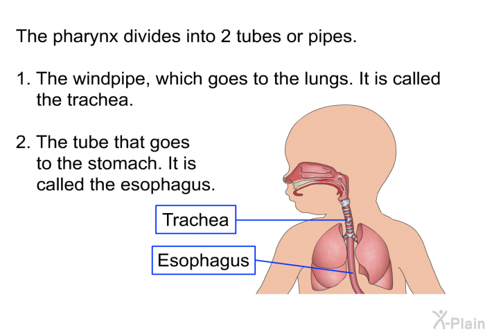 The pharynx divides into 2 tubes or pipes.  The windpipe, which goes to the lungs. It is called the trachea. The tube that goes to the stomach. It is called the esophagus.