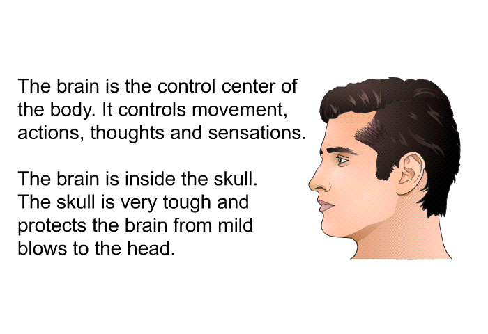 The brain is the control center of the body. It controls movement, actions, thoughts and sensations. The brain is inside the skull. The skull is very tough and protects the brain from mild blows to the head.