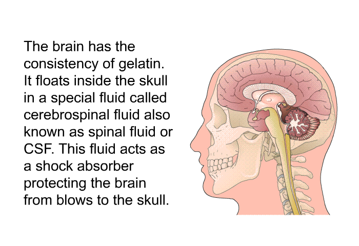 The brain has the consistency of gelatin. It floats inside the skull in a special fluid called cerebrospinal fluid also known as spinal fluid or CSF. This fluid acts as a shock absorber protecting the brain from blows to the skull.