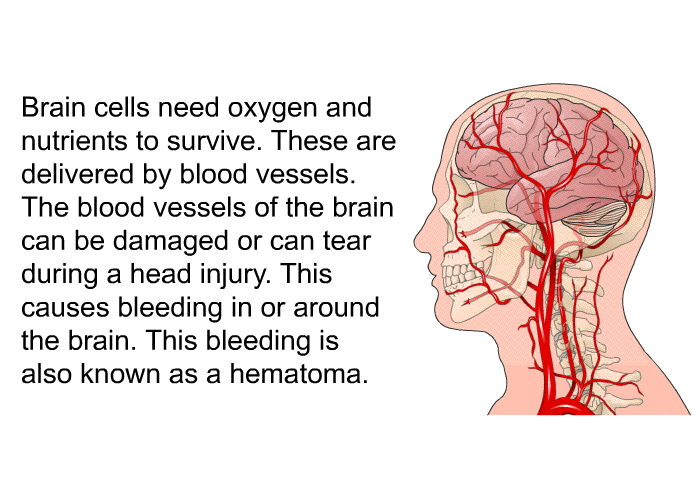 Brain cells need oxygen and nutrients to survive. These are delivered by blood vessels. The blood vessels of the brain can be damaged or can tear during a head injury. This causes bleeding in or around the brain. This bleeding is also known as a hematoma.