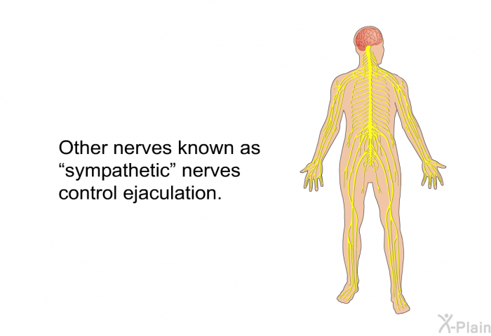 Other nerves known as “sympathetic” nerves control ejaculation.