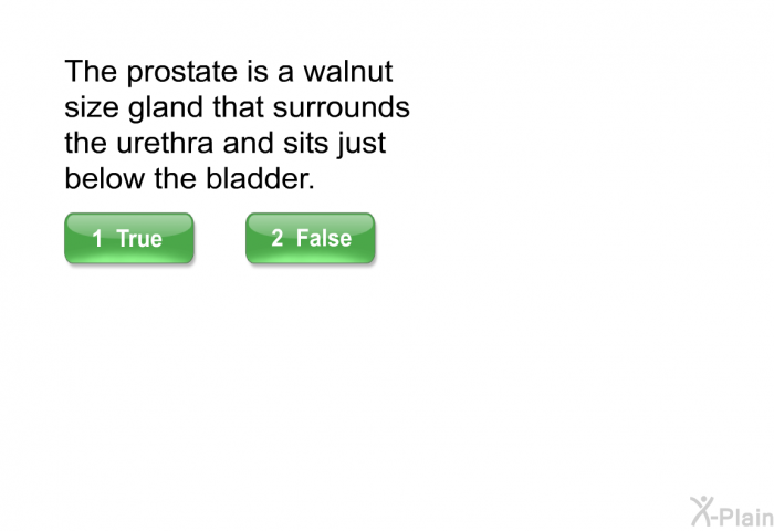The prostate is a walnut size gland that surrounds the urethra and sits just below the bladder.