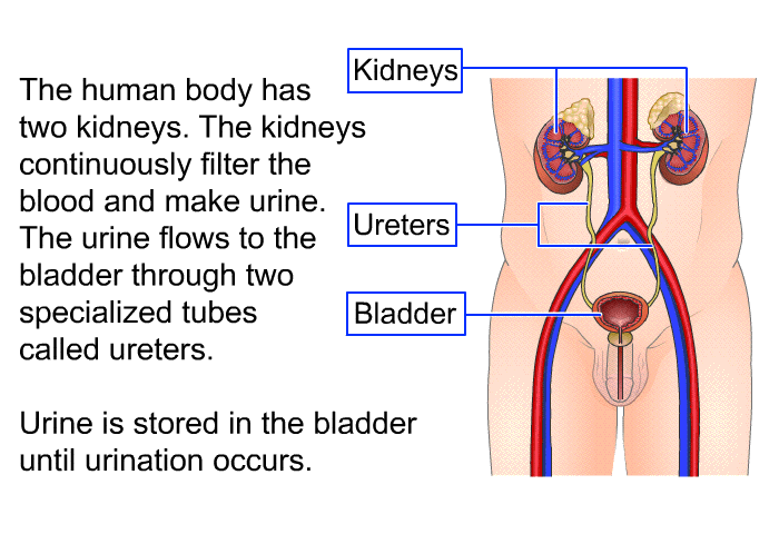 The human body has two kidneys. The kidneys continuously filter the blood and make urine. The urine flows to the bladder through two specialized tubes called ureters. Urine is stored in the bladder until urination occurs.