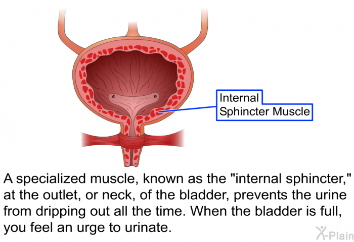 A specialized muscle, known as the “internal sphincter,” at the outlet, or neck, of the bladder, prevents the urine from dripping out all the time. When the bladder is full, you feel an urge to urinate.