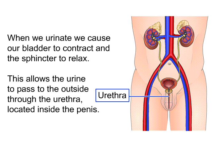 When we urinate we cause our bladder to contract and the sphincter to relax. This allows the urine to pass to the outside through the urethra, located inside the penis.