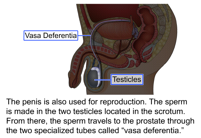 The penis is also used for reproduction. The sperm is made in the two testicles located in the scrotum. From there, the sperm travels to the prostate through the two specialized tubes called “vasa deferentia.”