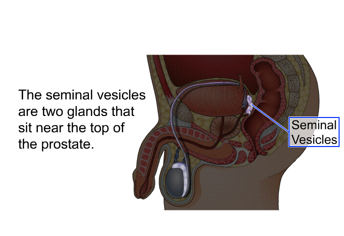 The seminal vesicles are two glands that sit near the top of the prostate.