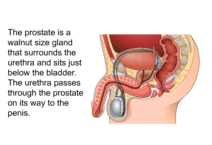 The prostate is a walnut size gland that surrounds the urethra and sits just below the bladder. The urethra passes through the prostate on its way to the penis.
