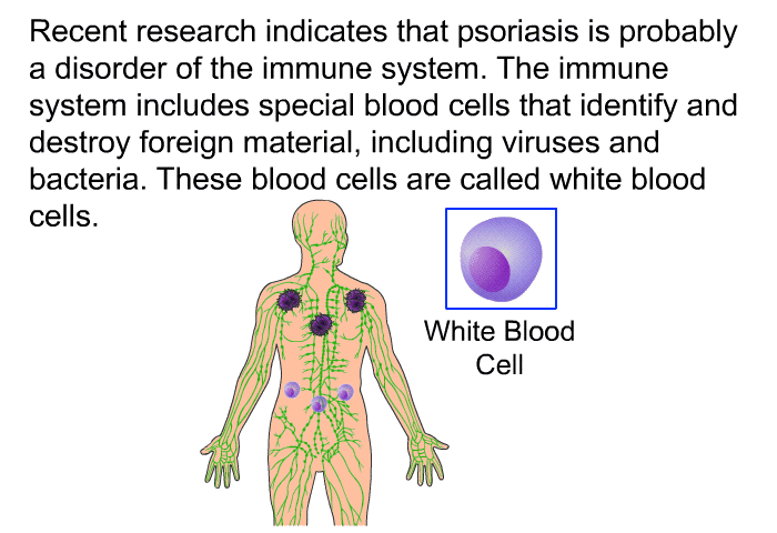 Recent research indicates that psoriasis is probably a disorder of the immune system. The immune system includes special blood cells that identify and destroy foreign material, including viruses and bacteria. These blood cells are called white blood cells.