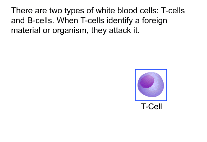 There are two types of white blood cells: T-cells and B-cells. When T-cells identify a foreign material or organism, they attack it.