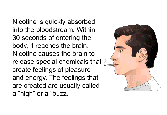 Nicotine is quickly absorbed into the bloodstream. Within 30 seconds of entering the body, it reaches the brain. Nicotine causes the brain to release special chemicals that create feelings of pleasure and energy. The feelings that are created are usually called a “high” or a “buzz.”