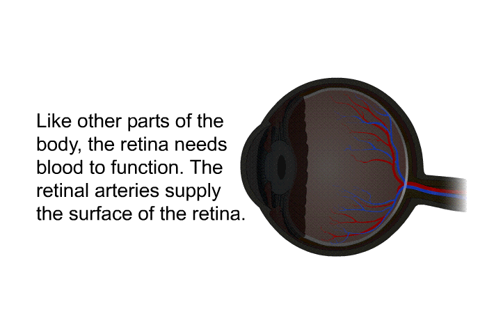 Like other parts of the body, the retina needs blood to function. The retinal arteries supply the surface of the retina.
