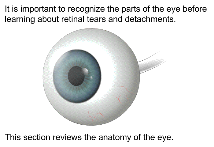 It is important to recognize the parts of the eye before learning about retinal tears and detachments. This section reviews the anatomy of the eye.