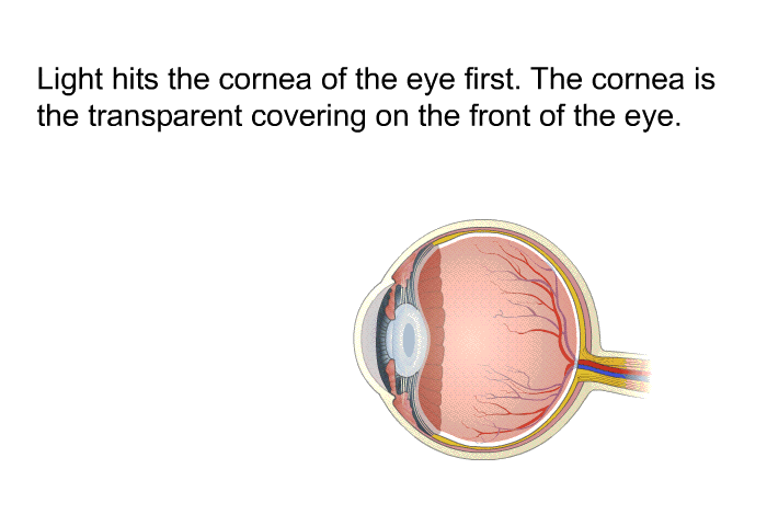 Light hits the cornea of the eye first. The cornea is the transparent covering on the front of the eye.