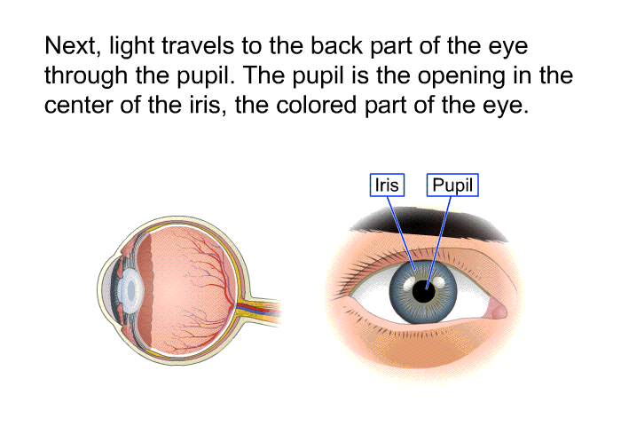 Next, light travels to the back part of the eye through the pupil. The pupil is the opening in the center of the iris, the colored part of the eye.