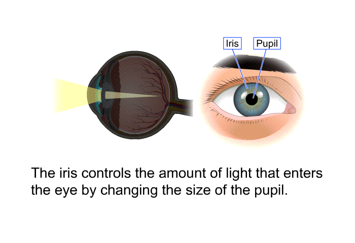 The iris controls the amount of light that enters the eye by changing the size of the pupil.