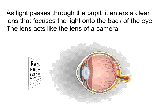 As light passes through the pupil, it enters a clear lens that focuses the light onto the back of the eye. The lens acts like the lens of a camera.